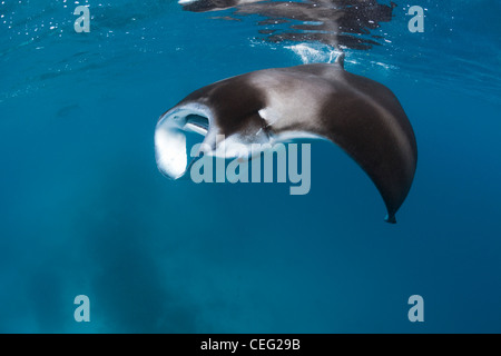 Manta, Manta birostris, Hanifaru Bay, Baa Atoll, Maldive Foto Stock