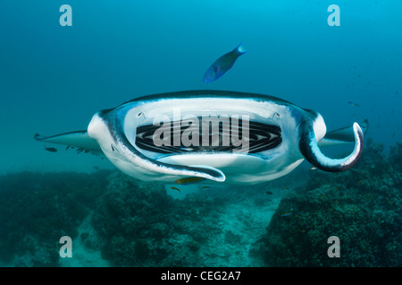 Manta oltre la stazione di pulizia, il Manta birostris, Hanifaru Bay, Baa Atoll, Maldive Foto Stock