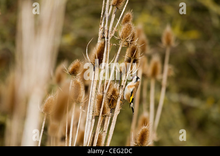 Cardellino (Carduelis carduelis-) alimentazione su thistle sementi Foto Stock