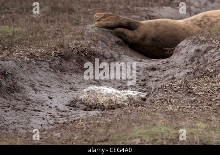 Donna Nook guarnizioni Foto Stock