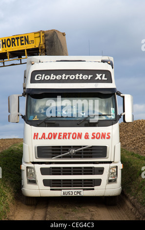 Volvo Truck con bulk rimorchio ribaltabile & ROPA EURO MAUS caricamento di barbabietola da zucchero in Norfolk contro un cielo nuvoloso. Foto Stock