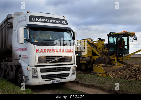 Volvo Truck con bulk rimorchio ribaltabile & ROPA EURO MAUS caricamento di barbabietola da zucchero in Norfolk contro un cielo nuvoloso. Foto Stock