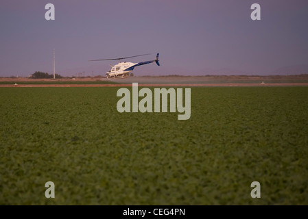 Holtville, California - Un elicottero spruzza un campo nella valle Imperical. Foto Stock