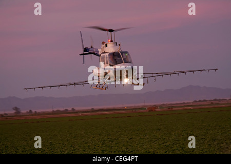 Holtville, California - Un elicottero spruzza un campo nella valle Imperical. Foto Stock