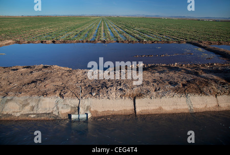 Azienda Agricola irrigua campo nella Valle Imperiale Foto Stock