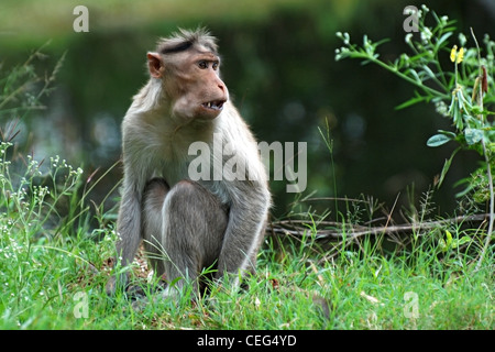 Il fuggitivo - un cofano macaque sul suo dispositivo di protezione dopo aver riempito la sua guancia borsa con prodotti alimentari di consumo futuro Foto Stock