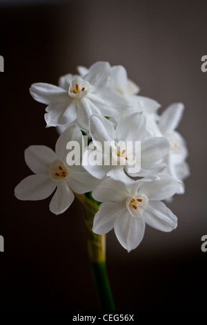White paperwhite ziva fiori su uno sfondo nero illuminato da luce naturale da una finestra nelle vicinanze Foto Stock