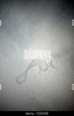 Footprint umana nella sabbia sulla spiaggia Foto Stock