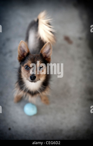 Piccolo Cane cercando con sfera blu Foto Stock