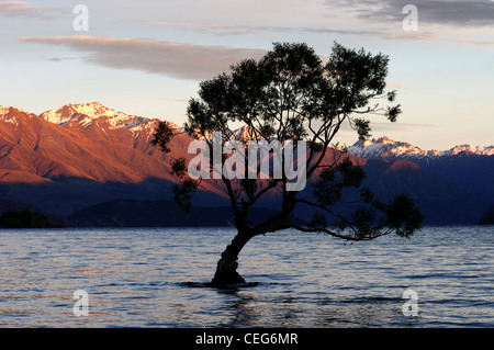 Un piccolo albero su una roccia nel Lago Wanaka, Wanaka Nuova Zelanda Foto Stock