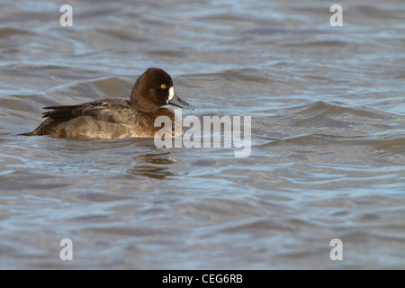 Lesser Scaup (Aythya affinis), femmina adulta nuoto su acqua, Slimbridge, Gloucestershire, Inghilterra, Gennaio Foto Stock