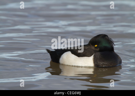 Moretta (Aythya fuligula), maschio adulto, dormendo su acqua, ma mantenendo watch, Slimbridge, Gloucestershire, Inghilterra, Gennaio Foto Stock