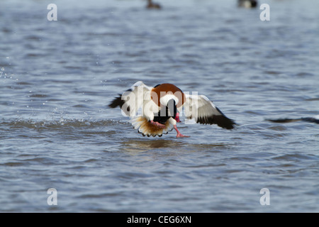 Shelduck comune (Tadorna tadorna), adulto maschio, mostra un comportamento aggressivo, Slimbridge, Gloucestershire, Inghilterra, Gennaio Foto Stock