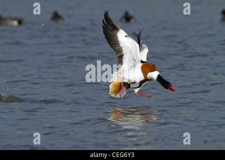 Shelduck comune (Tadorna tadorna), adulto maschio, mostra un comportamento aggressivo, Slimbridge, Gloucestershire, Inghilterra, Gennaio Foto Stock