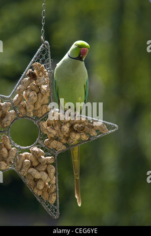 Rose-inanellati parrocchetto, ringnecked parrocchetto o Psittacula krameri seduti sulla staffa di alimentazione riempito con arachidi Foto Stock