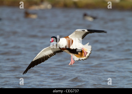 Shelduck comune (Tadorna tadorna), adulto maschio in volo atterrando su acqua, Slimbridge, Gloucestershire, Inghilterra, gennaio Foto Stock