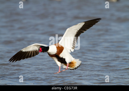 Shelduck comune (Tadorna tadorna), adulto maschio in volo atterrando su acqua, Slimbridge, Gloucestershire, Inghilterra, gennaio Foto Stock