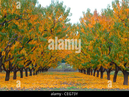 Due filari di alberi di pesco in un frutteto, durante la caduta/stagione autunnale con colore giallo brillante e il verde delle foglie sugli alberi e sul suolo Foto Stock