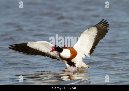 Shelduck comune (Tadorna tadorna), adulto maschio in volo atterrando su acqua, Slimbridge, Gloucestershire, Inghilterra, gennaio Foto Stock