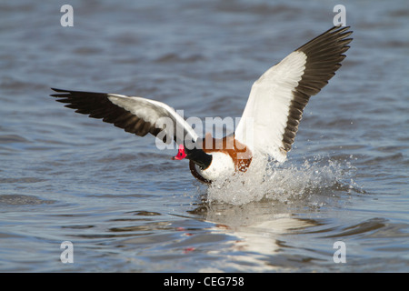 Shelduck comune (Tadorna tadorna), adulto maschio, in volo e atterraggio su acqua, Slimbridge, Gloucestershire, Inghilterra, Gennaio Foto Stock