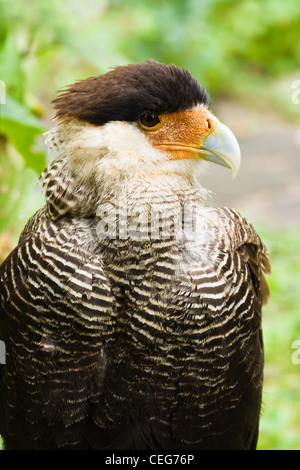 Ritratto di o Caracara Polyborus plancus in angolazione laterale vista - immagine verticale Foto Stock