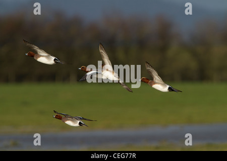 Fischione (Anas penelope), gruppo di adulti, in volo, Slimbridge, Gloucestershire, Inghilterra, Gennaio Foto Stock