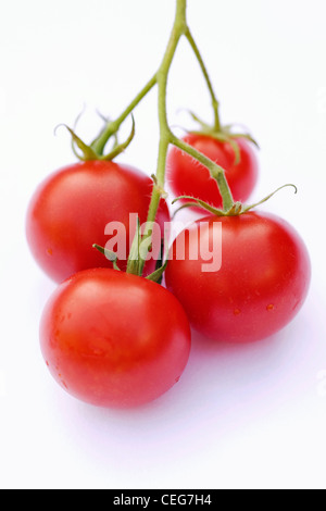 Lycopersicon esculentum. 4 piccoli pomodori ciliegia "giardinieri delizia' su uno sfondo bianco. Foto Stock