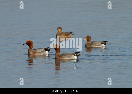 Fischione (Anas penelope), gruppo di adulti, nuoto su acqua, Slimbridge, Gloucestershire, Inghilterra, Gennaio Foto Stock