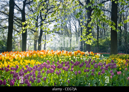 Fiori di Primavera tulipani e narcisi in aprile la luce Foto Stock