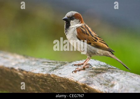 Casa passero o il Passer domesticus di pioggia il giorno seduto sulla recinzione Foto Stock