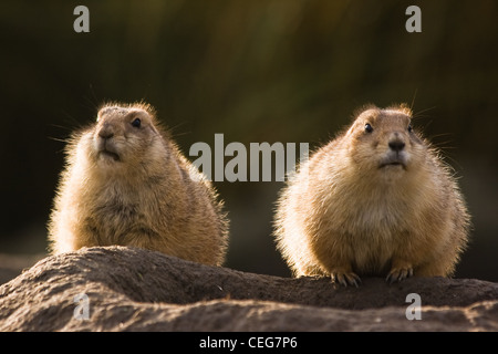 Due cani della prateria a bordo del burrow del mattino - immagine orizzontale Foto Stock