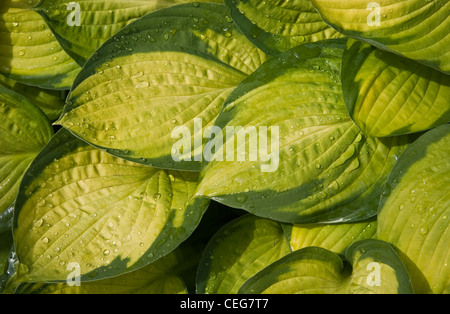 Foglie da Hosta o Funkia in giallo e in verde dopo la pioggia il sole estivo Foto Stock