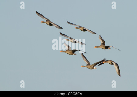 Graylag oche (Anser anser), adulti, gregge in volo, Slimbridge, Gloucestershire, Inghilterra, Gennaio Foto Stock