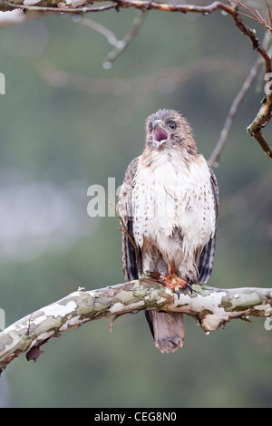 Red-tailed Hawk chiamando sotto la pioggia Foto Stock