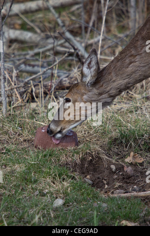White-tailed deer leccare blocco di minerali Foto Stock