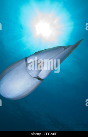 Un seppie in blu chiaro con acqua il burst di sun sulla parte superiore , preso in Indonesia su un sito locale nel Bunaken Marine Park Foto Stock