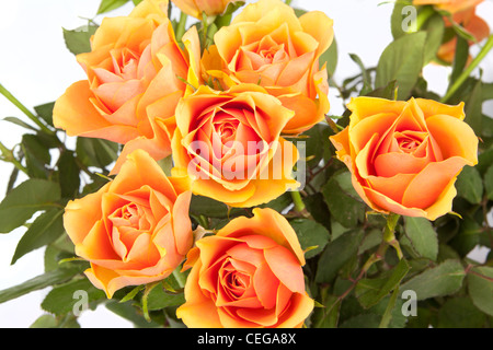 Meraviglioso bouquet di rose con salmone colorate di rose Foto Stock