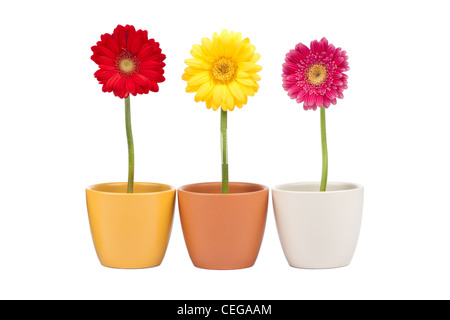 Tre daisy coloratissimi fiori in vaso di fiori su sfondo bianco Foto Stock
