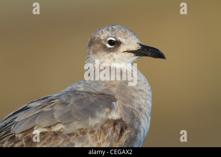 Primo-inverno ridere gabbiano (Larus atricilla) Foto Stock