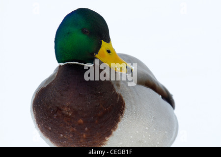 Drake il germano reale (Anas platyrhynchos) nella neve Foto Stock