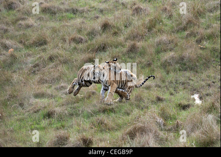 Tigre del Bengala (Panthera tigris) - cubs giocando in Bandhavgarh National Park, Madhya Pradesh, India Foto Stock