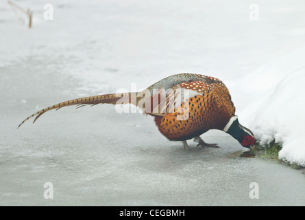 Maschio di fagiano Phasianus colchicus acqua potabile dalla piccola crepa sul laghetto congelato durante il periodo invernale in Oxfordshire Foto Stock