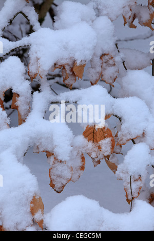 La neve copre le foglie di faggio e forest floor a 'hotel Astrid legno, Barden, Wharfedale, Yorkshire Foto Stock