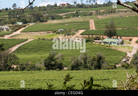 Constantia Nek area vinicola nella Western Cape Sud Africa Foto Stock