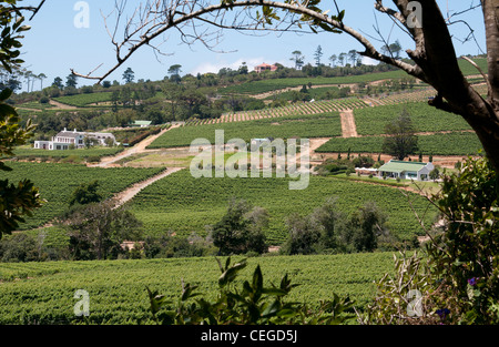 Constantia Nek area vinicola nella Western Cape Sud Africa Foto Stock