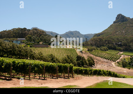 Constantia Valley vitigni nella Western Cape Sud Africa Foto Stock