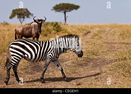 Kenya - Masai Mara - Zebra Foto Stock