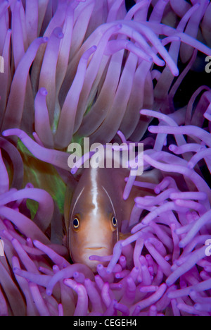 Una rosa (Anemonefish Amphiprion perideraion) pelli e vivere nell'anemone viola. Foto Stock