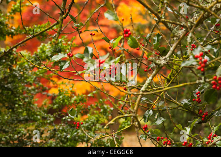 Autunno cadono i colori del bosco,holly tree,bacche rosse,l'inverno holly Foto Stock