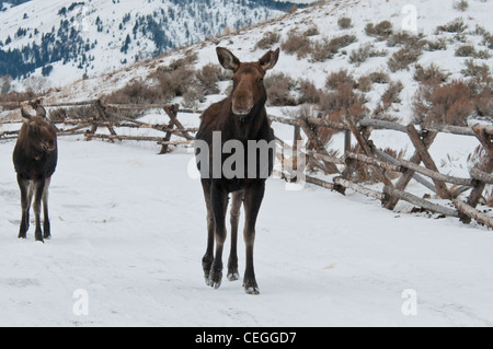 Foto di stock di un alce mucca e vitello camminando lungo un fenceline. Foto Stock